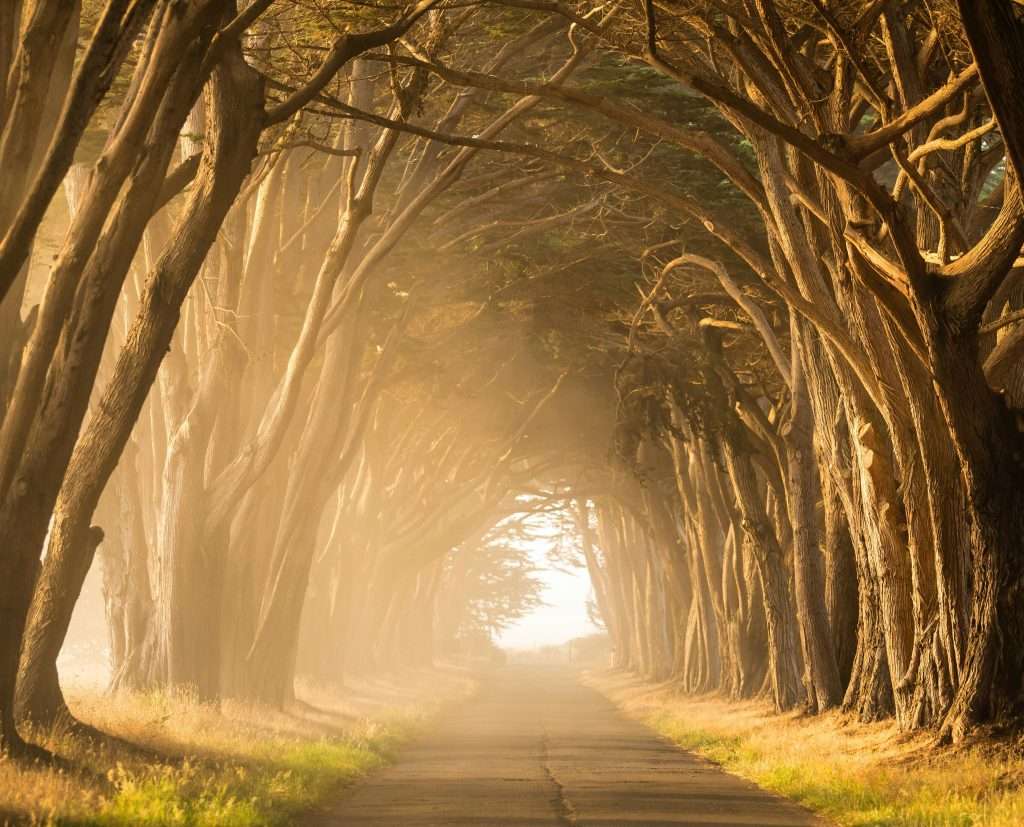 SEO career path by digital market agency by experts Grow
